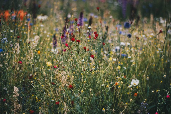 Blumenwiese